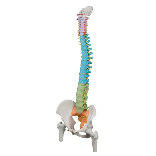 Colonne vertébrale flexible didactique avec moignons de fémur - 3B Smart Anatomy, 1000129 [A58/9], Colonnes vertébrales (rachis)