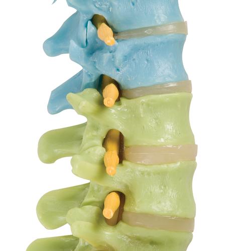 Coluna didática com cabeças de fêmur, 1000129 [A58/9], Modelo de coluna vertebral