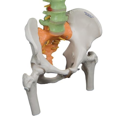 Colonne vertébrale flexible didactique avec moignons de fémur - 3B Smart Anatomy, 1000129 [A58/9], Colonnes vertébrales (rachis)