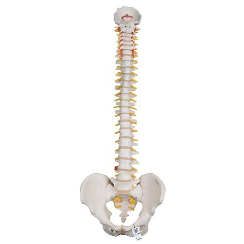 Colonna vertebrale flessibile molto robusta - 3B Smart Anatomy, 1000130 [A59/1], Modelli di Colonna Vertebrale