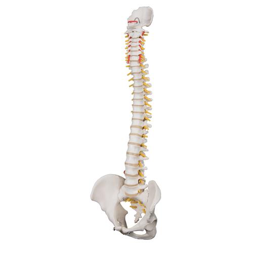 Coluna flexível extra resistente, 1000130 [A59/1], Modelo de coluna vertebral