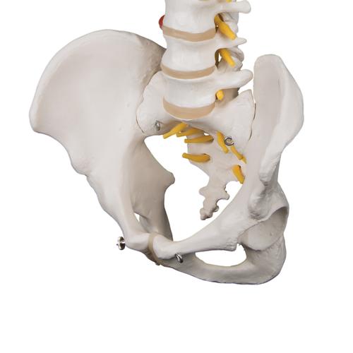 매우 유연한 척추모형 Highly Flexible Spine Model - 3B Smart Anatomy, 1000130 [A59/1], 인체 척추 모형