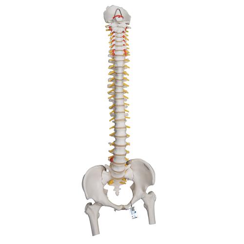 Colonne vertébrale flexible pour la forte sollicitation, avec des moignons de fémur - 3B Smart Anatomy, 1000131 [A59/2], Colonnes vertébrales (rachis)