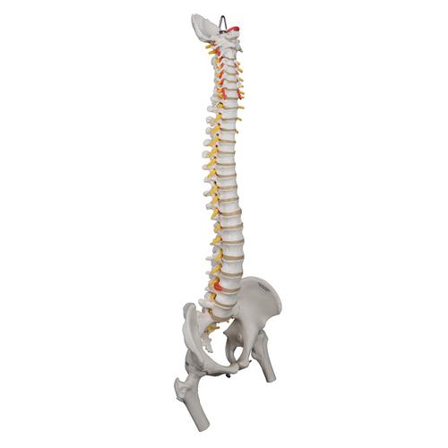 Örökéletű hajlékony gerinc, akárcsak az A59/1, de combcsontcsonkot is tartalmaz - 3B Smart Anatomy, 1000131 [A59/2], Gerincoszlop modellek