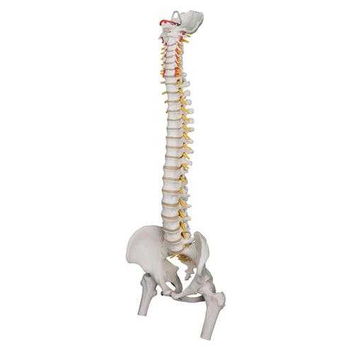 Coluna flexível extra resistente com cabeças de fêmur, 1000131 [A59/2], Modelo de coluna vertebral