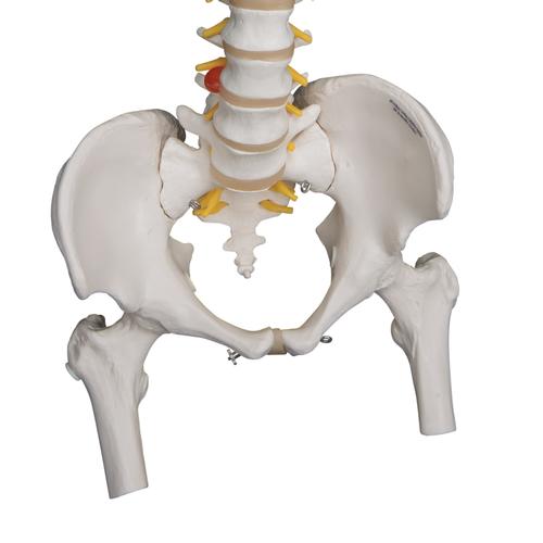Highly Flexible Human Spine Model, Mounted on a Flexible Core, with Femur Heads - 3B Smart Anatomy, 1000131 [A59/2], Human Spine Models