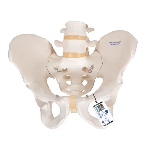 Human Male Pelvis Skeleton  Model - 3B Smart Anatomy, 1000133 [A60], Genital and Pelvis Models
