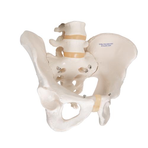 Becken-Skelett Modell, m&auml;nnlich, 1000133 [A60], Genital- und Beckenmodelle