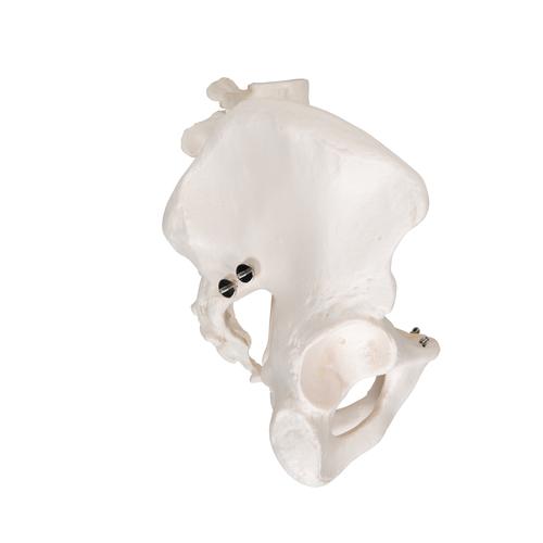 Becken-Skelett Modell, m&auml;nnlich, 1000133 [A60], Genital- und Beckenmodelle