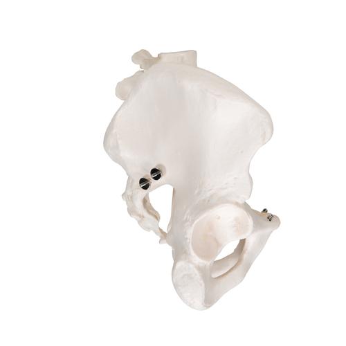 Esqueleto pélvis masculina, 1000133 [A60], Modelo de genitália e pelve