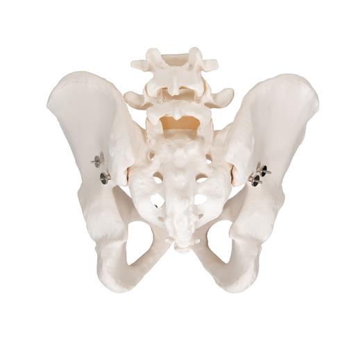 남성 골반 골격모형
Male Pelvic Skeleton - 3B Smart Anatomy, 1000133 [A60], 생식기 및 골반 모델