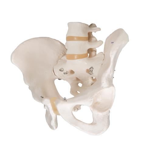 Becken-Skelett Modell, männlich - 3B Smart Anatomy, 1000133 [A60], Genital- und Beckenmodelle