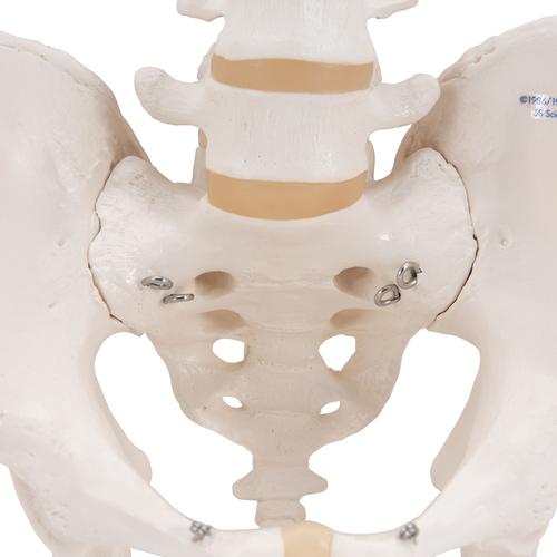 Becken-Skelett Modell, männlich - 3B Smart Anatomy, 1000133 [A60], Genital- und Beckenmodelle