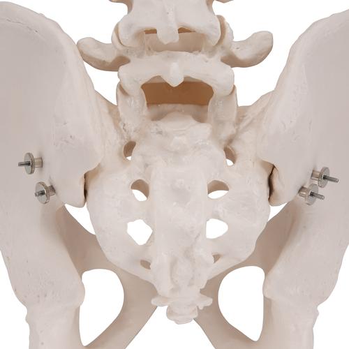 Esqueleto pélvis masculina, 1000133 [A60], Modelo de genitália e pelve