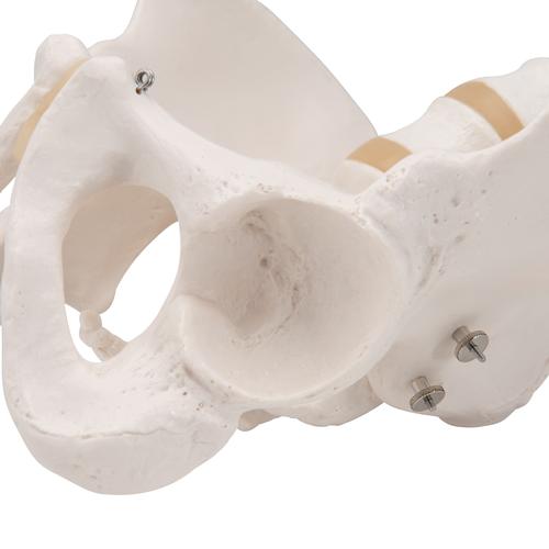 Becken-Skelett Modell, m&auml;nnlich, 1000133 [A60], Genital- und Beckenmodelle