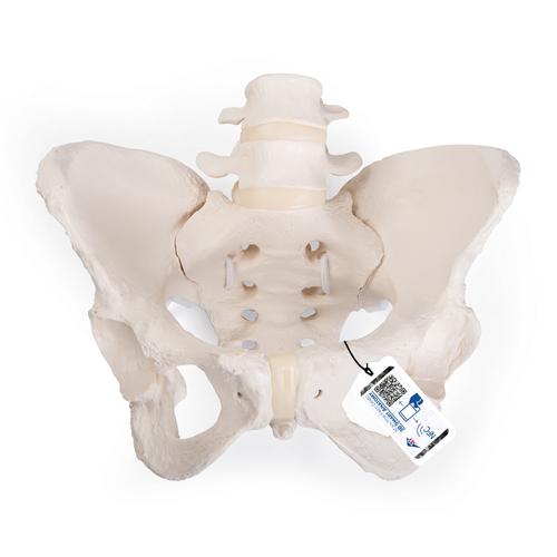Flexible Human Female Pelvis Model, Flexibly Mounted - 3B Smart Anatomy, 1019864 [A61/1], Genital and Pelvis Models