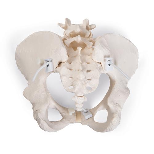 유연한 여성 골반 모형 Flexible Human Female Pelvis Model, Flexibly Mounted - 3B Smart Anatomy, 1019864 [A61/1], 생식기 및 골반 모델