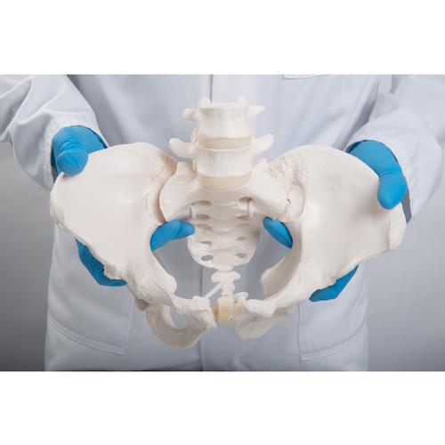 Flexibles Beckenknochen Modell "Bungee", weiblich - 3B Smart Anatomy, 1019864 [A61/1], Genital- und Beckenmodelle