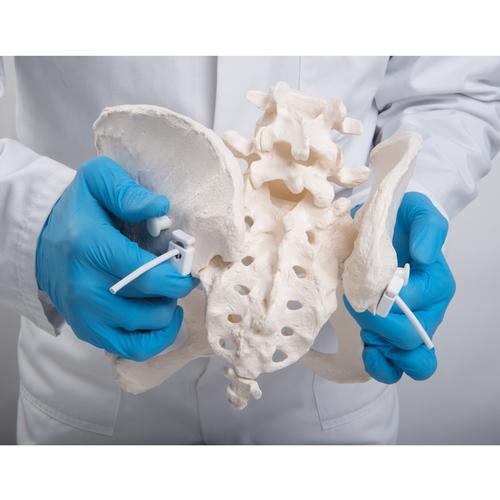 灵活安装的女性骨盆 - 3B Smart Anatomy, 1019864 [A61/1], 生殖和骨盆模型