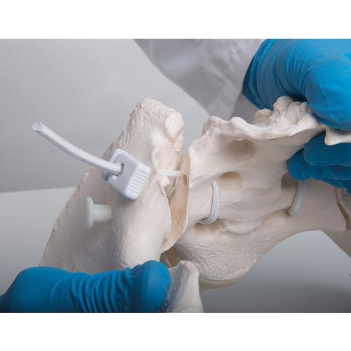 Pelvis femenina flexible - 3B Smart Anatomy, 1019864 [A61/1], Modelos de Pelvis y Genitales