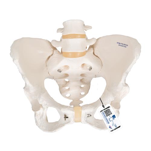 여성골반 골격모형
Pelvic Skeleton, female - 3B Smart Anatomy, 1000134 [A61], 생식기 및 골반 모델