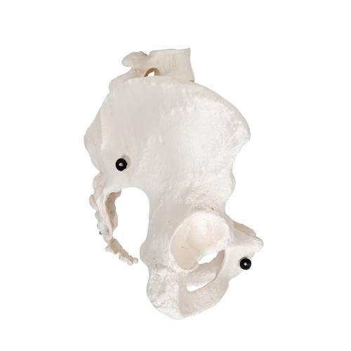Esqueleto pélvico feminino, 1000134 [A61], Modelo de genitália e pelve