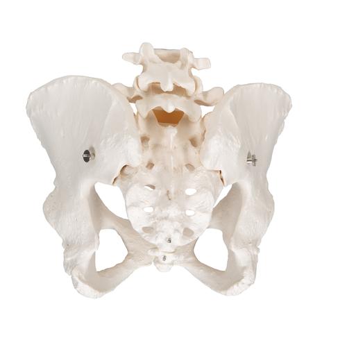 Human Female Pelvic Skeleton Model - 3B Smart Anatomy, 1000134 [A61], Genital and Pelvis Models