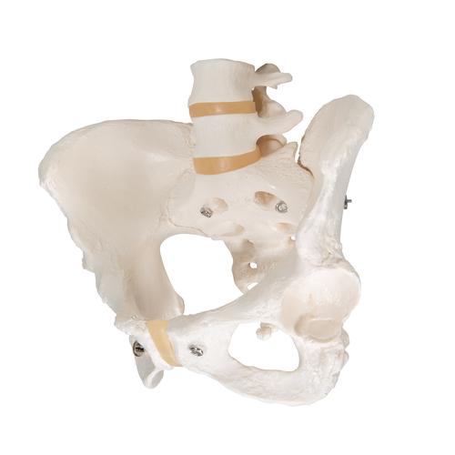 Esqueleto pélvico feminino, 1000134 [A61], Modelo de genitália e pelve