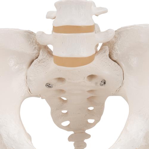 Becken-Skelett Modell, weiblich - 3B Smart Anatomy, 1000134 [A61], Genital- und Beckenmodelle