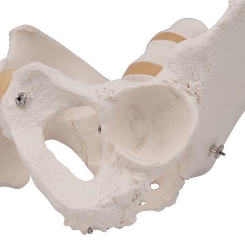 Becken-Skelett Modell, weiblich - 3B Smart Anatomy, 1000134 [A61], Genital- und Beckenmodelle