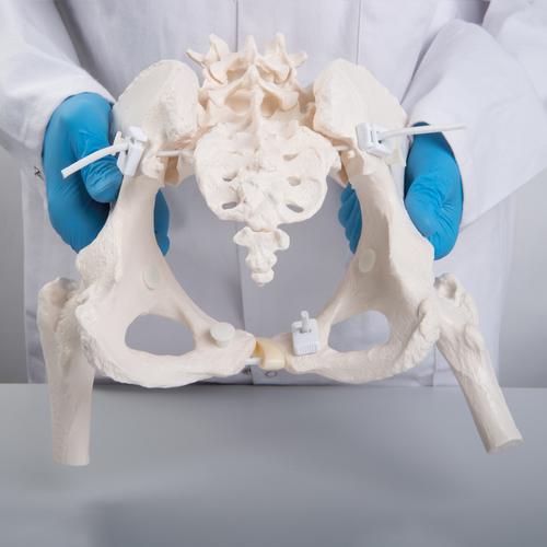 대퇴골두를 가진 유연한 여성 골반 모형  Flexible Human Female Pelvis Model with Femur Heads - 3B Smart Anatomy, 1019865 [A62/1], 생식기 및 골반 모델