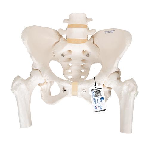 Becken-Skelett Modell, weiblich, mit Oberschenkelst&uuml;mpfen, 1000135 [A62], Genital- und Beckenmodelle