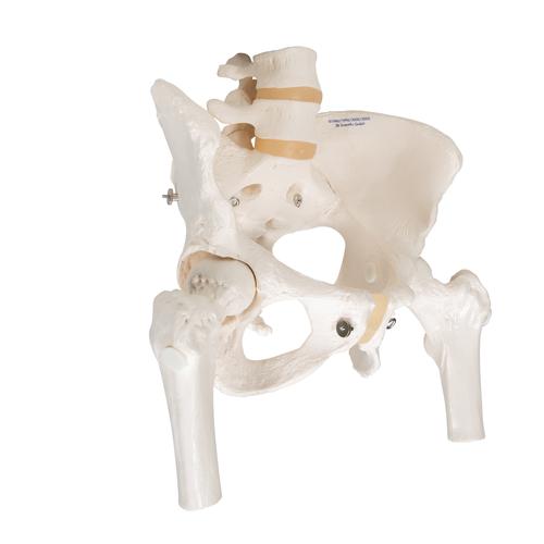 女性骨盆骨骼模型，带可拆卸股骨头 - 3B Smart Anatomy, 1000135 [A62], 生殖和骨盆模型
