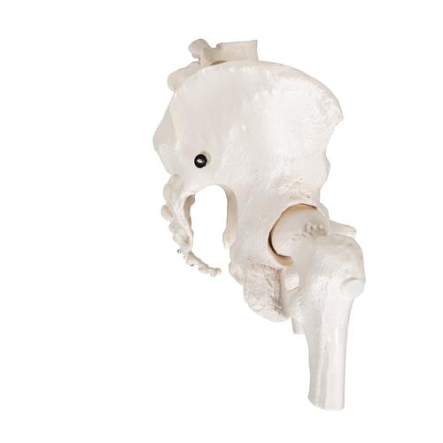 Becken-Skelett Modell, weiblich, mit Oberschenkelst&uuml;mpfen, 1000135 [A62], Genital- und Beckenmodelle