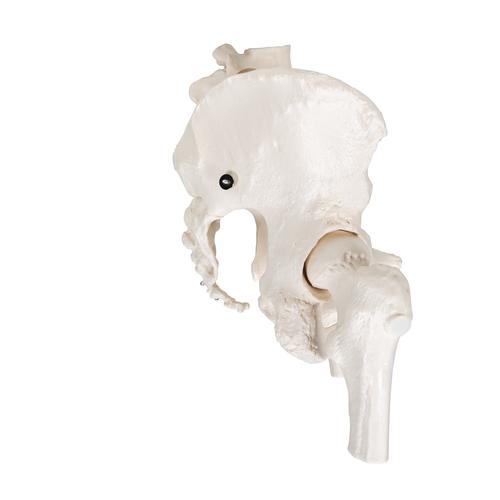 Esqueleto pélvico feminino, com cabeças de fêmur móveis, 1000135 [A62], Modelo de genitália e pelve