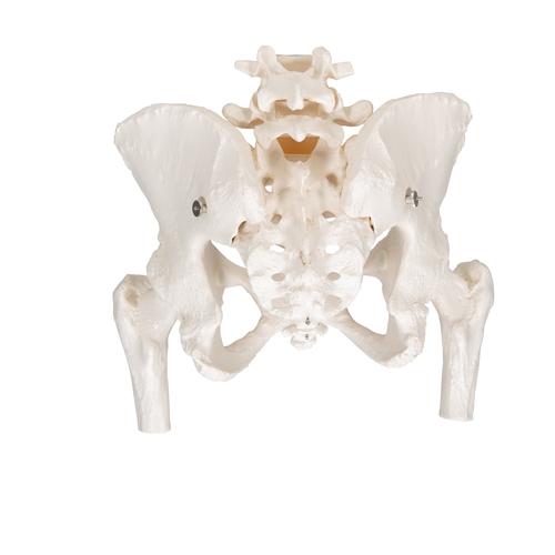 Esqueleto pélvico feminino, com cabeças de fêmur móveis, 1000135 [A62], Modelo de genitália e pelve