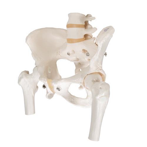 Becken-Skelett Modell, weiblich, mit Oberschenkelst&uuml;mpfen, 1000135 [A62], Genital- und Beckenmodelle