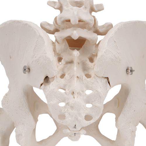 Becken-Skelett Modell, weiblich, mit Oberschenkelst&uuml;mpfen, 1000135 [A62], Genital- und Beckenmodelle