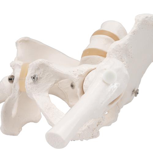 Becken-Skelett Modell, weiblich, mit Oberschenkelst&uuml;mpfen, 1000135 [A62], Genital- und Beckenmodelle