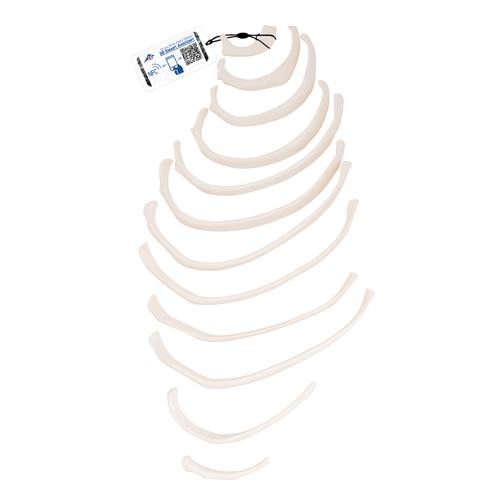 肋骨 - 3B Smart Anatomy, 1000137 [A69/2], 独立的骨模型