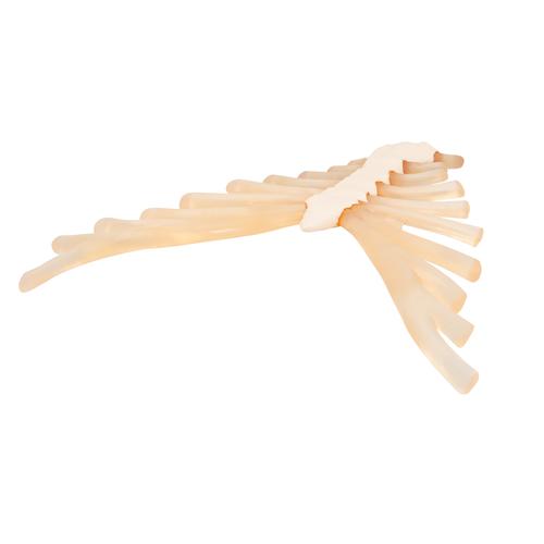 Esterno com cartilagem da costela, 1000136 [A69], Modelos de ossos individuais