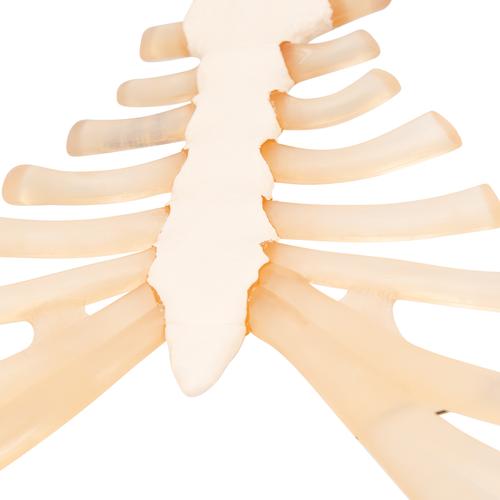 伴有肋软骨的胸骨 - 3B Smart Anatomy, 1000136 [A69], 独立的骨模型