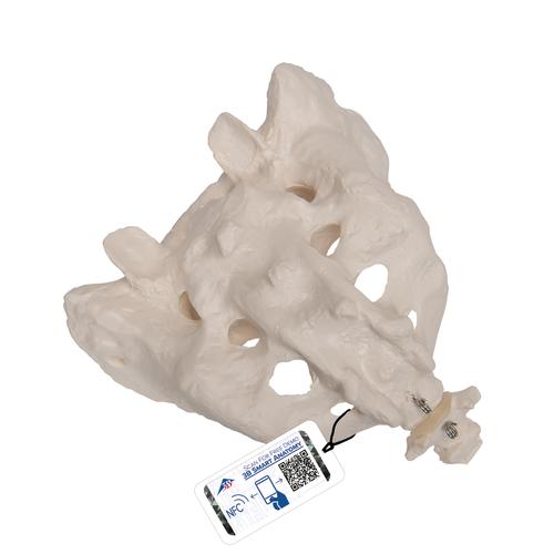 骶骨和胸尾骨模型 - 3B Smart Anatomy, 1000139 [A70/6], 独立的骨模型
