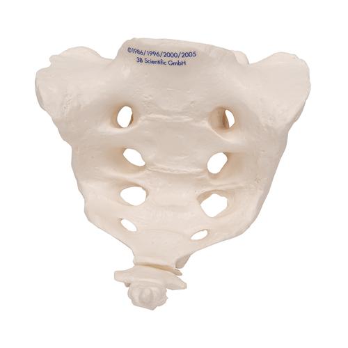 Osso sacro con coccige - 3B Smart Anatomy, 1000139 [A70/6], Modelli di vertebre