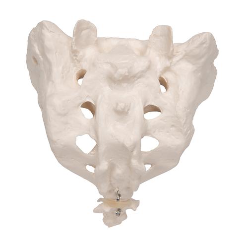 Osso sacro con coccige - 3B Smart Anatomy, 1000139 [A70/6], Modelli di vertebre