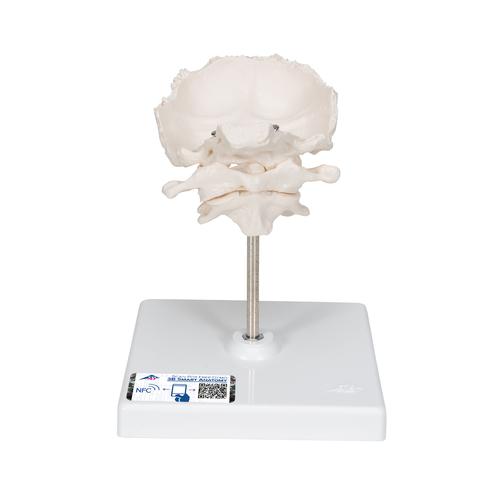 Atlante e epistrofeo, con squama dell’osso occipitale - 3B Smart Anatomy, 1000142 [A71/5], Modelli singoli di ossa