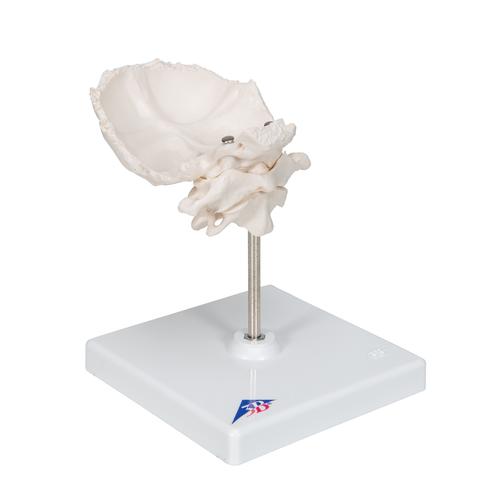 Atlas y axis con lamina horizontal del occipital - 3B Smart Anatomy, 1000142 [A71/5], Modelos de Huesos Humanos