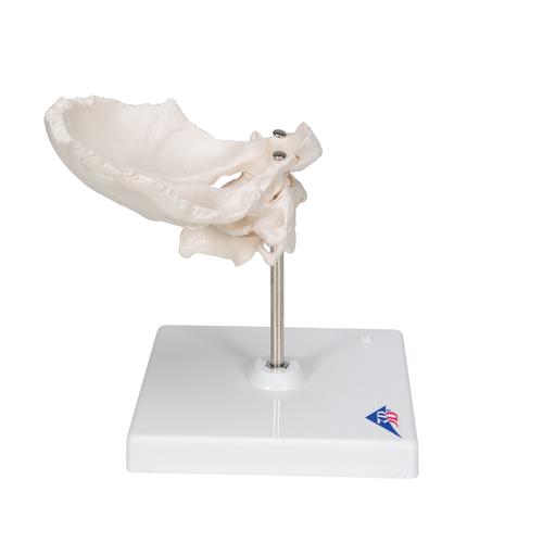 带有枕骨片的环椎和枢椎组合，置于可拆卸基架 - 3B Smart Anatomy, 1000142 [A71/5], 脊椎模型