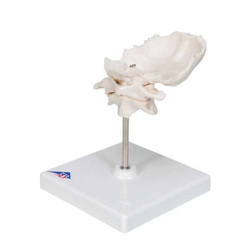 Модель первого и второго шейных позвонков с затылочной костью, соединенных между собой, на штативе - 3B Smart Anatomy, 1000142 [A71/5], Модели отдельных костей