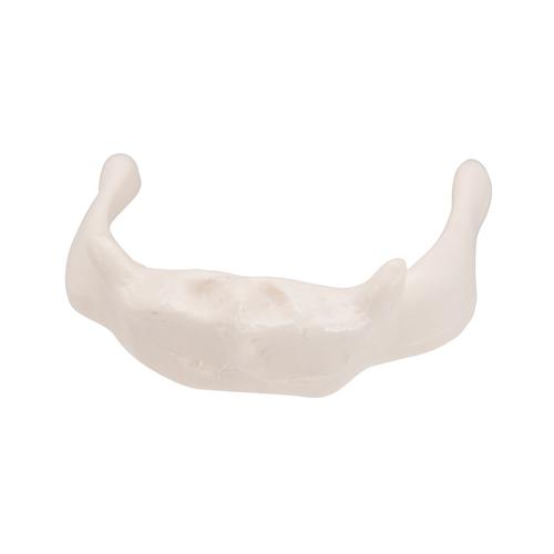 舌骨模型 - 3B Smart Anatomy, 1000143 [A71/9], 脊椎模型